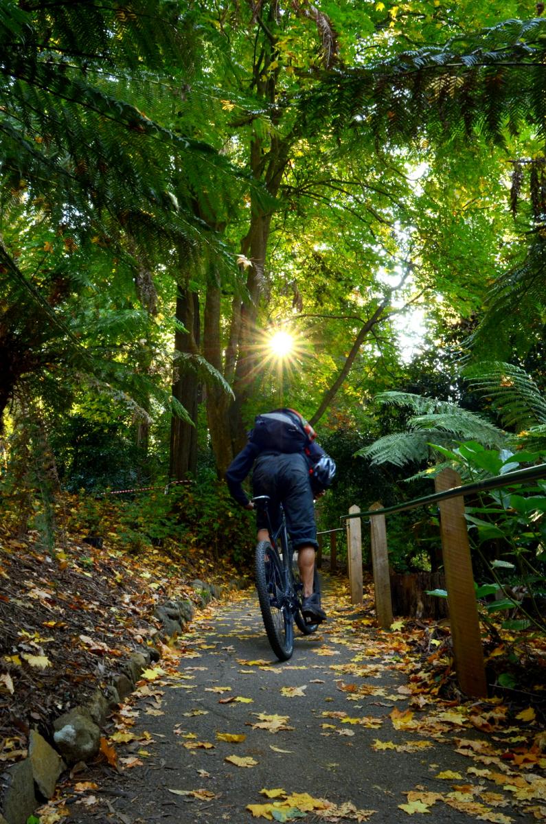 Mount Dandenong Mountain Bike Trail in Melbourne , Australia, Australia