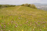 Pleasanton Ridge Regional Park 