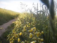 Russian Ridge 