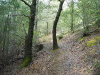 Boggs Forest 