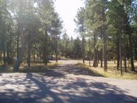 Cathedral Pines 