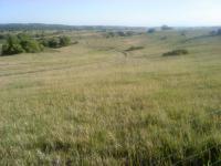 Columbine Open Space 