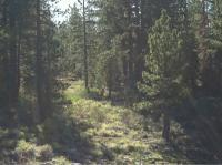 Sawtooth Ridge 