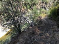 Old Flume Trail / South Yuba Trail 
