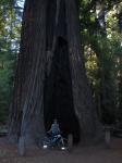 Big Basin State Park 