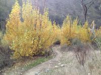 Arroyo Seco 