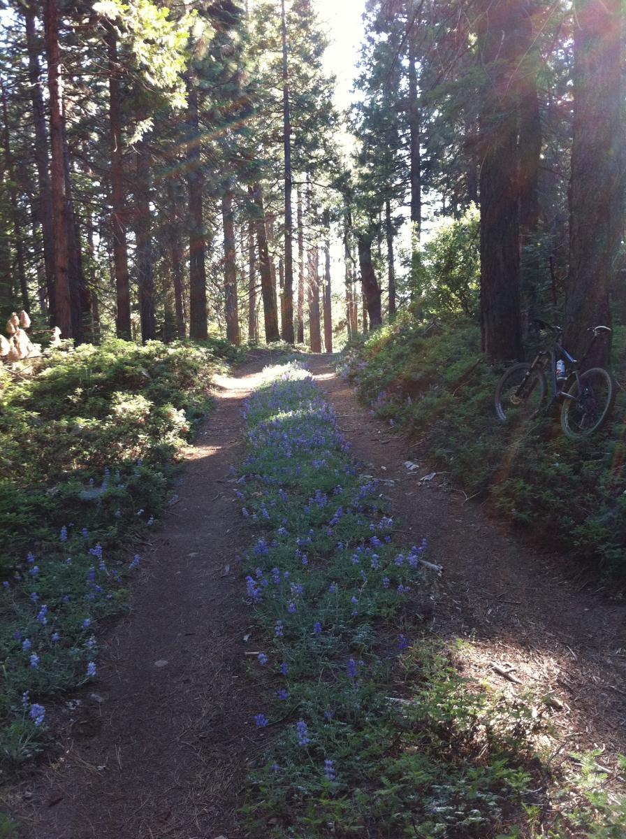 Calaveras Big Trees / South Loop Mountain Bike Trail in Arnold