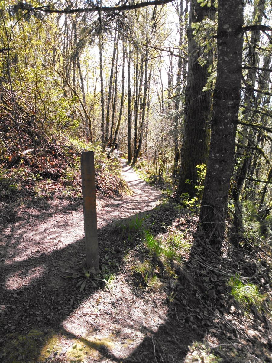 Cooks Butte Mountain Bike Trail in Lake Oswego, Oregon