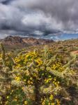 Deadhorse Loop 