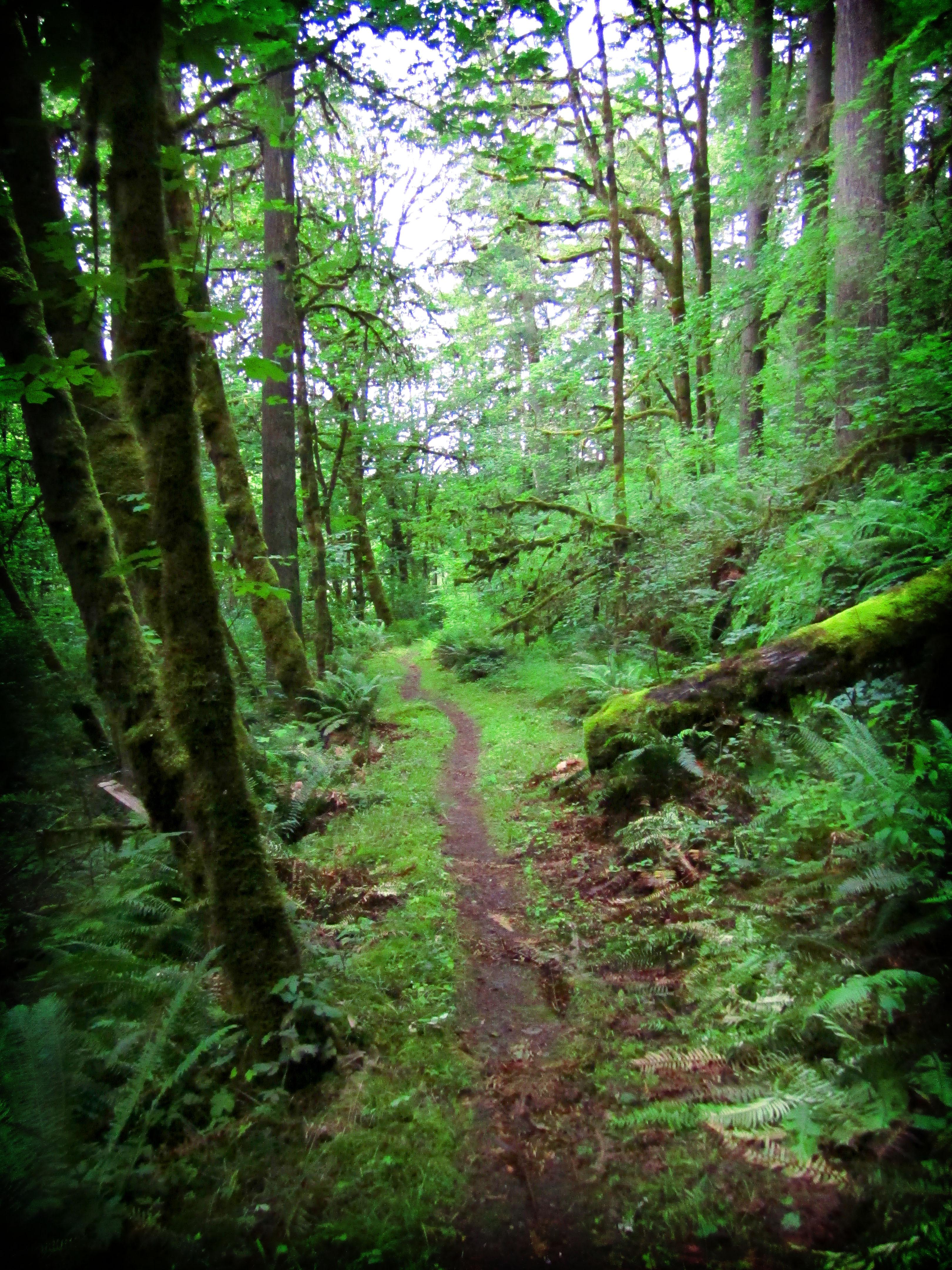 Salmon Creek Trail photo