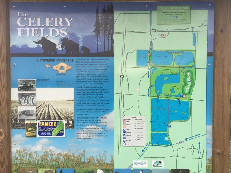 The Celery Fields photo
