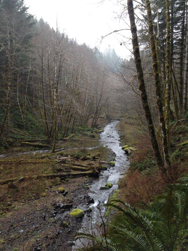 Gales Creek Trail photo