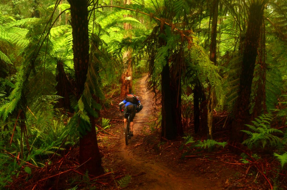 Buxton MTB Park Mountain Bike Trail in Buxton, Victoria