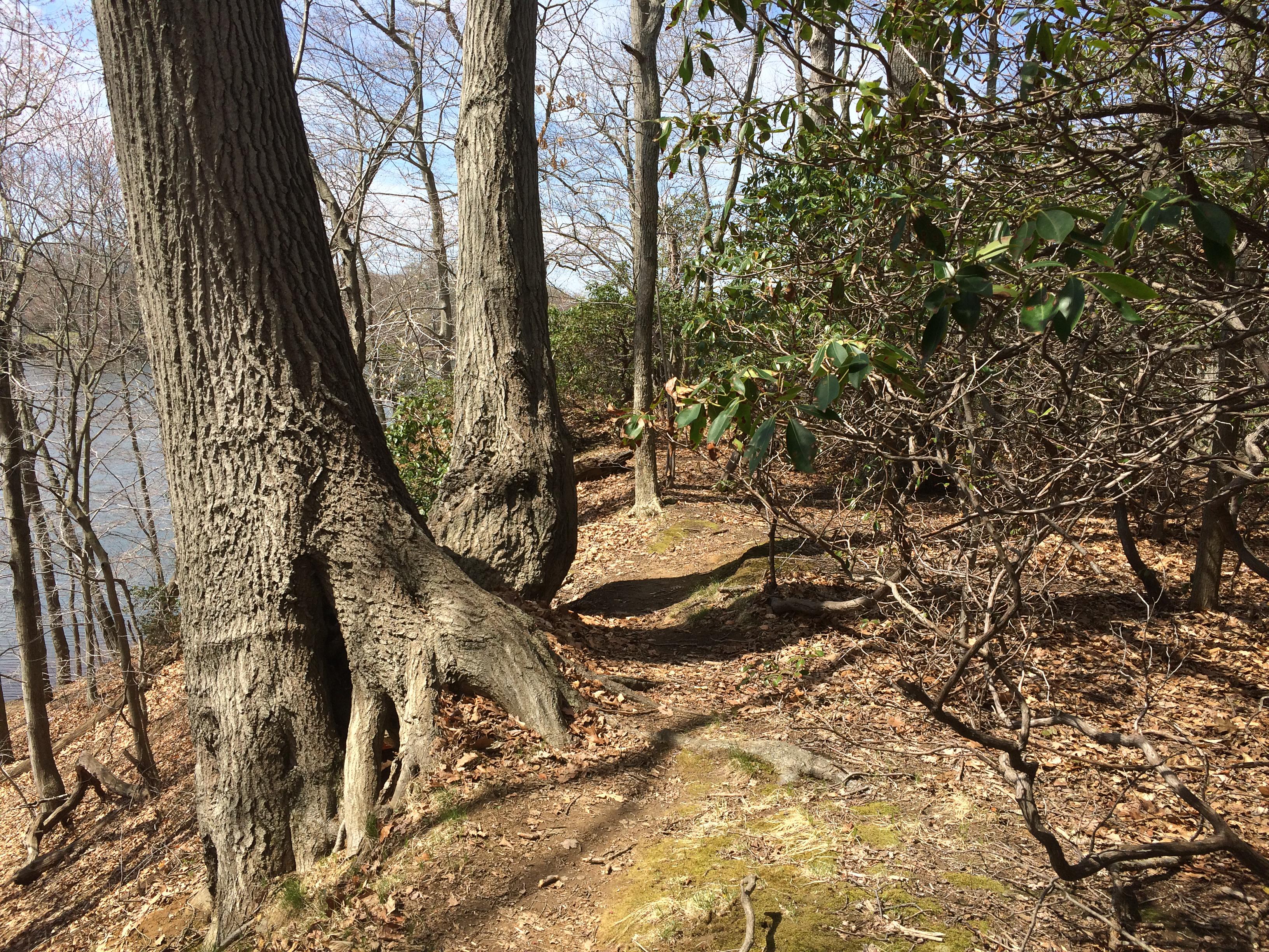 Thompson Park Lincroft Photo SINGLETRACKS COM thompson-park-lincroft-photo-singletracks-com