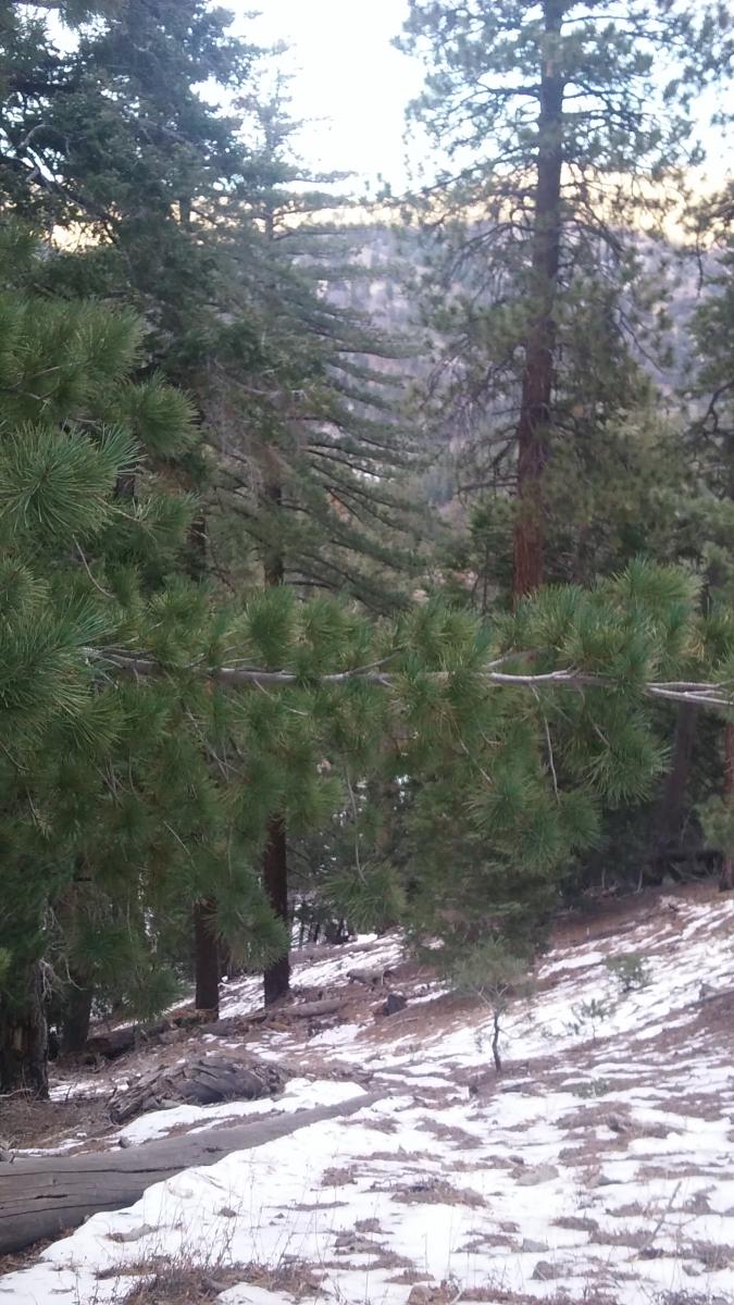 Blue Ridge Trail Mountain Bike Trail in Wrightwood, California