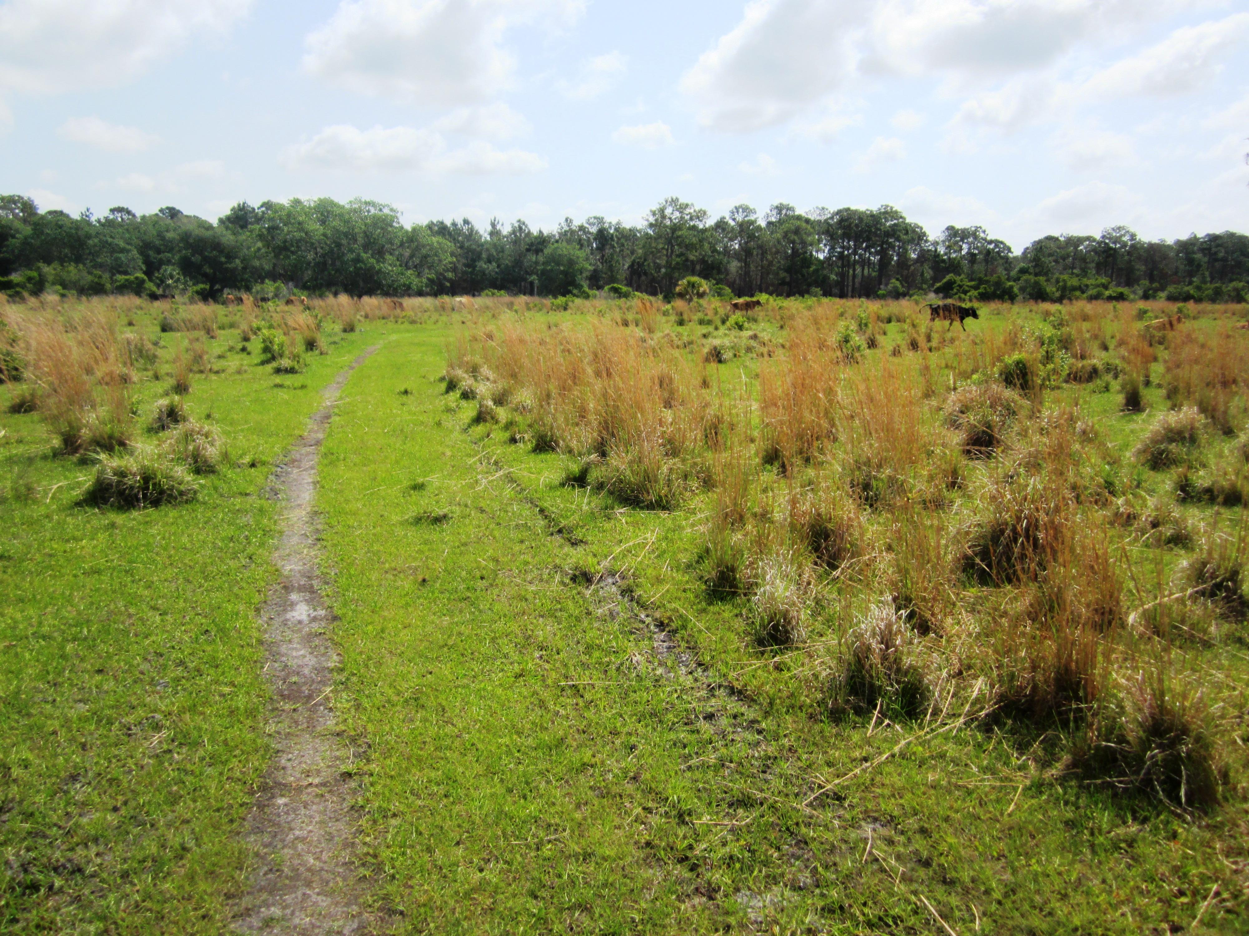 Grassy Island Trail photo
