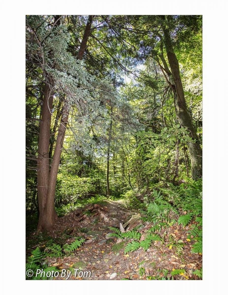 Yellow Creek State Park photo