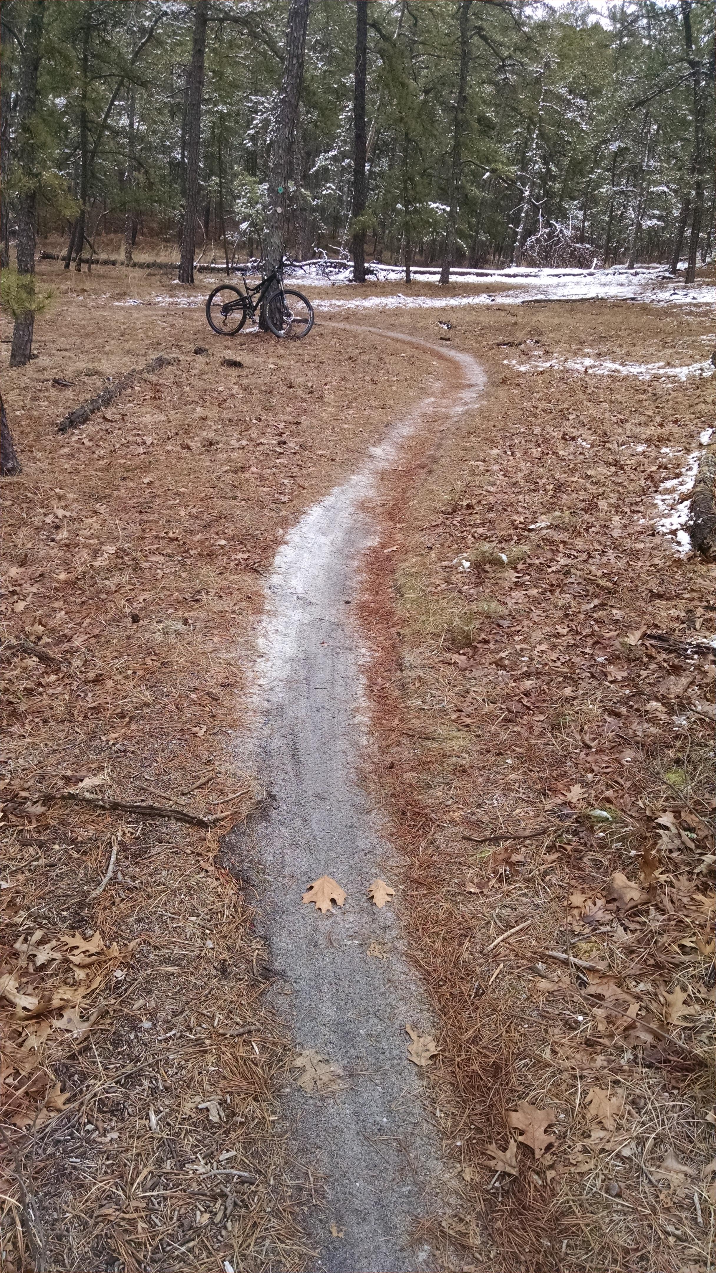 wharton-state-forest-photo-singletracks-com