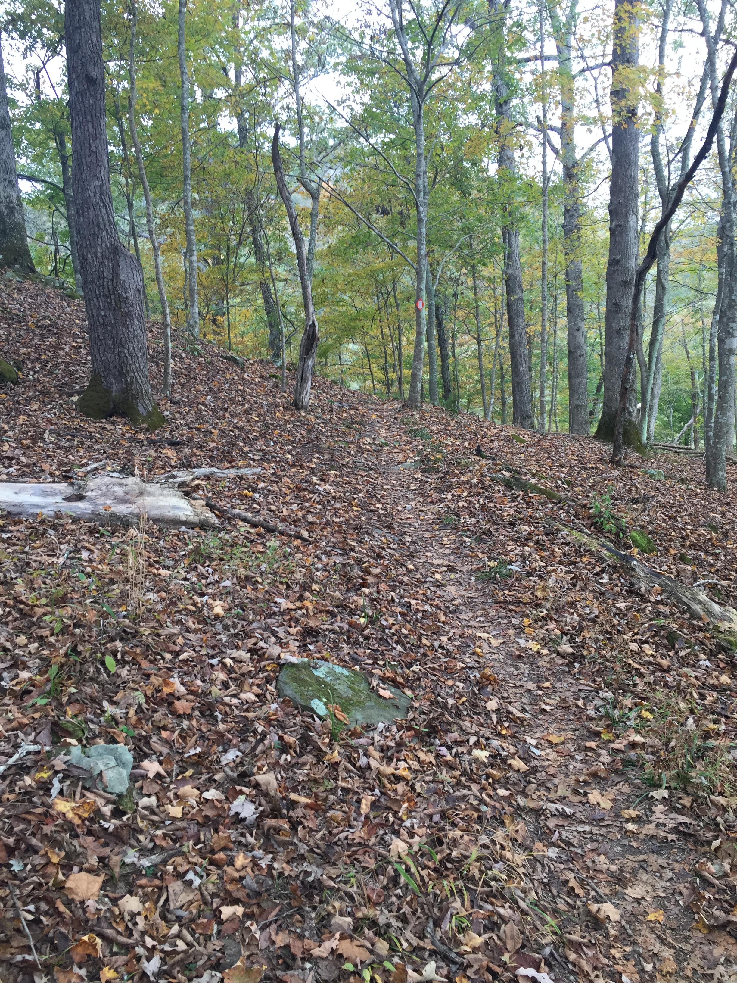 Beech Fork State Park photo