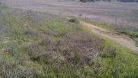 Sylvan meadows (Santa rosa plateau) 