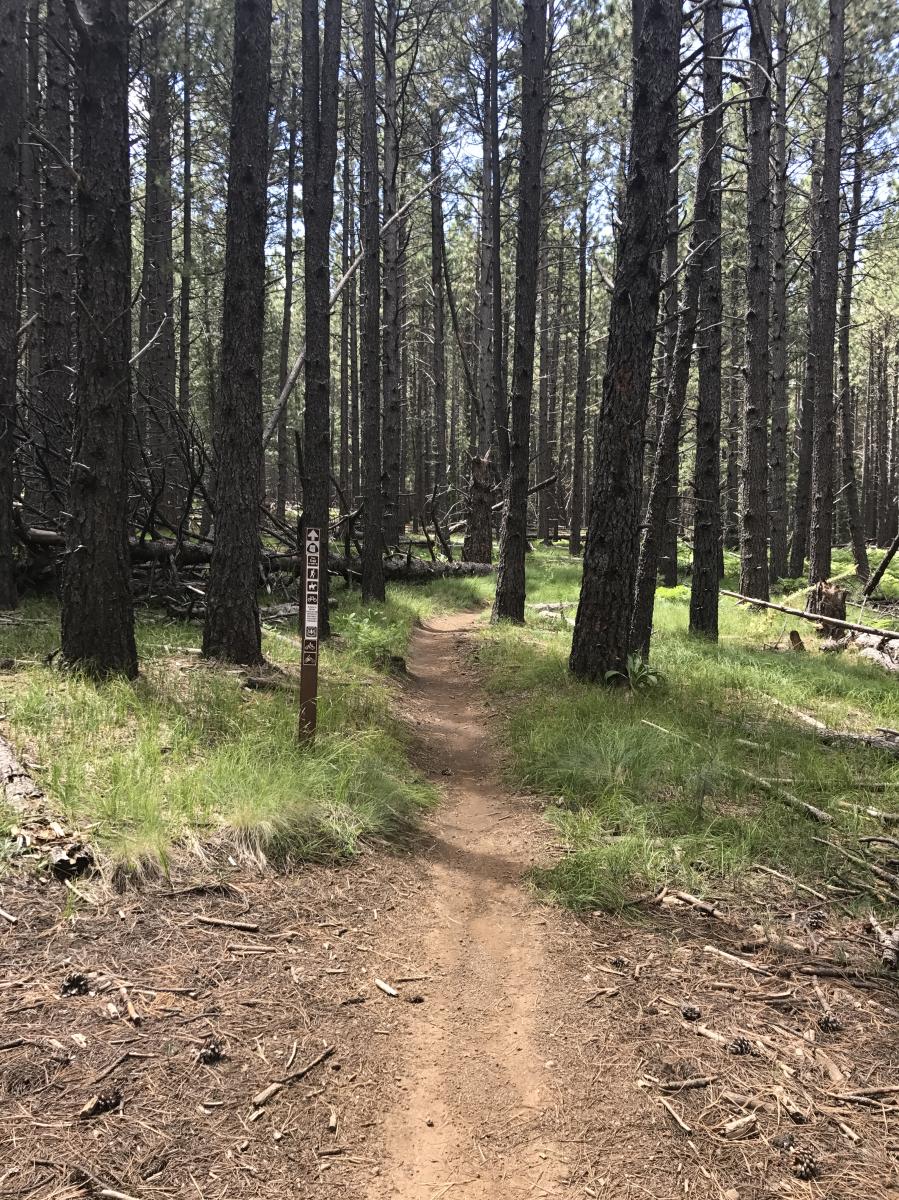 Arizona Trail Flagstaff photo
