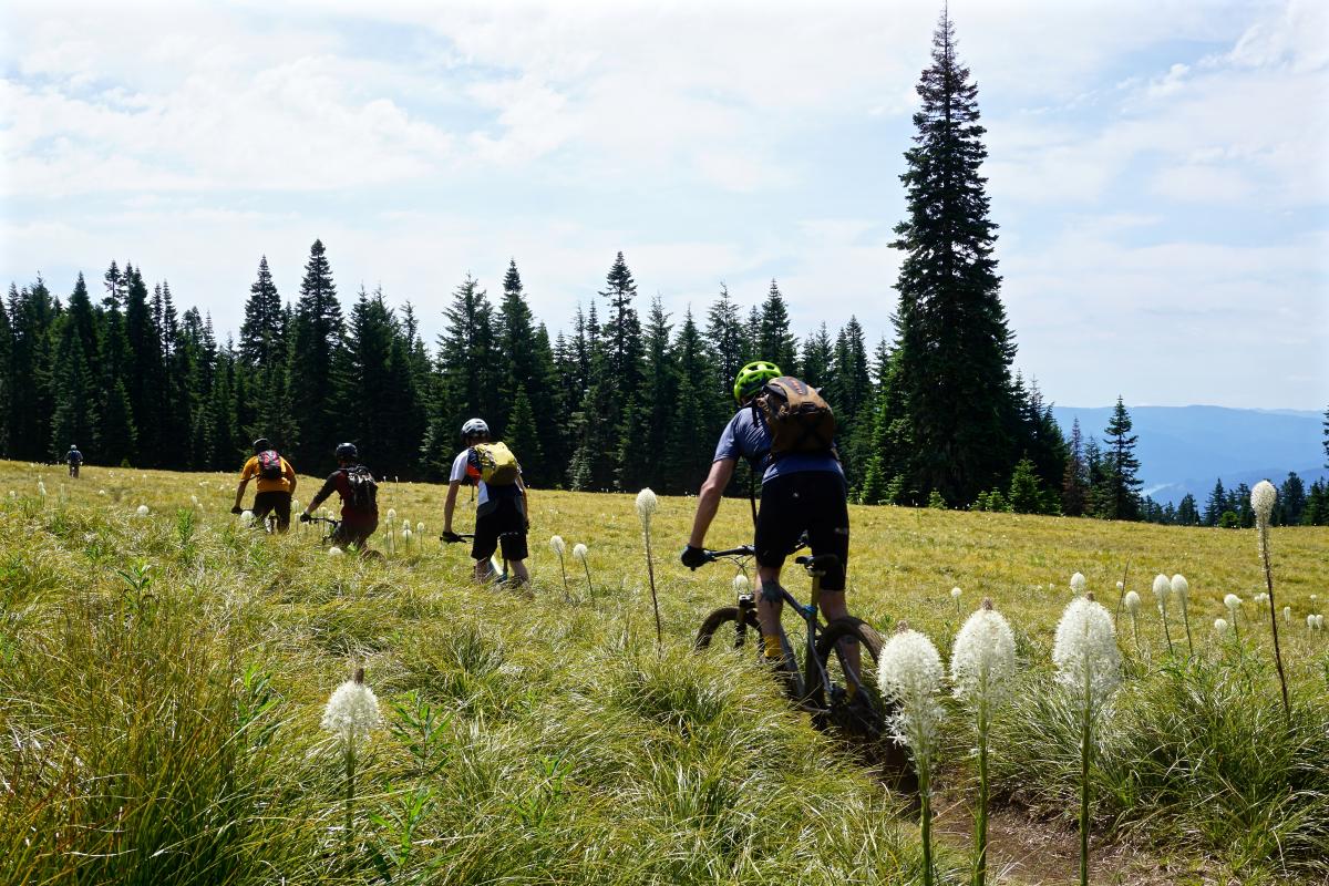 Alpine Trail Mountain Bike Trail in Oakridge, Oregon
