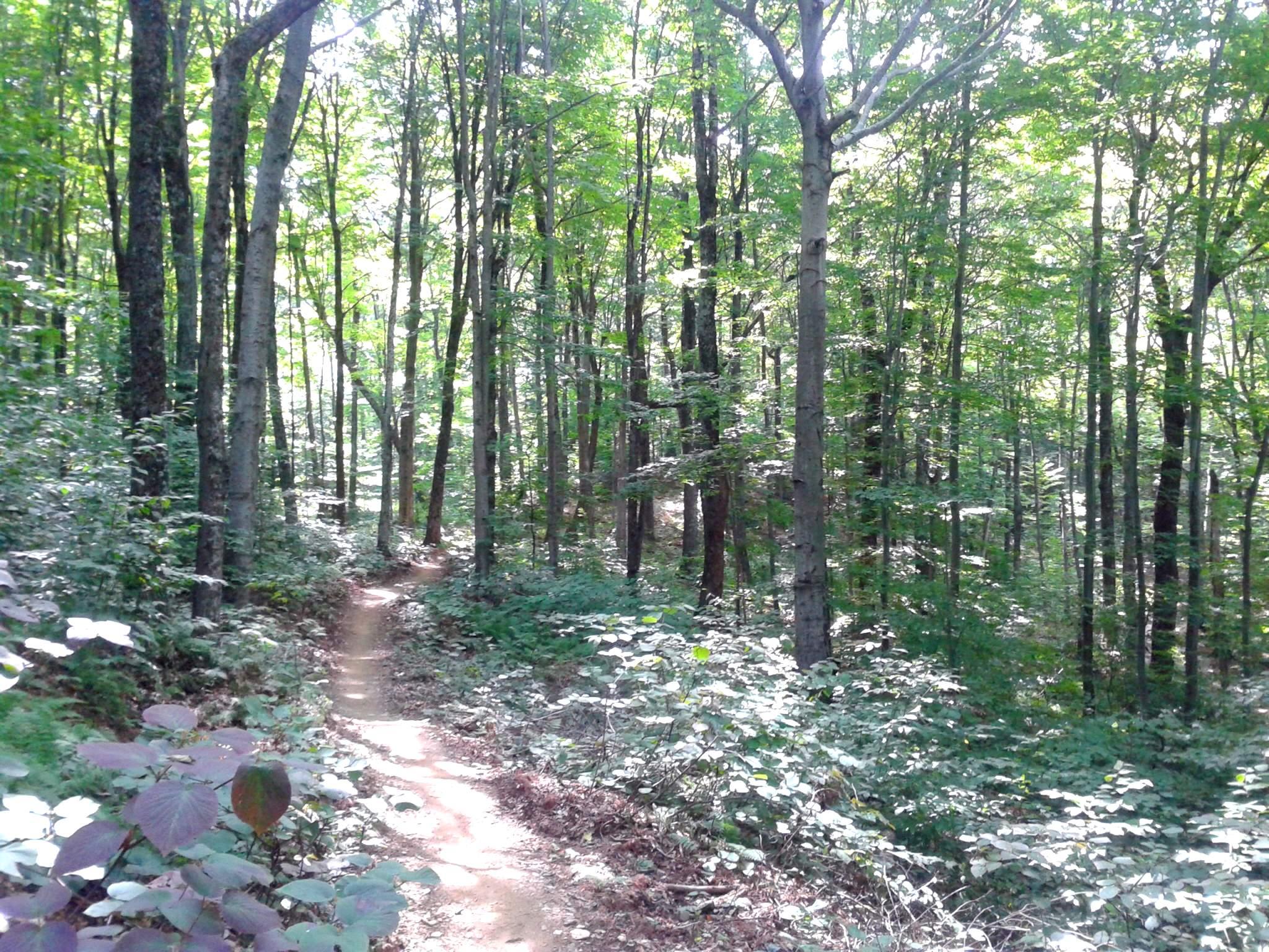 Blueberry Lake Trails photo