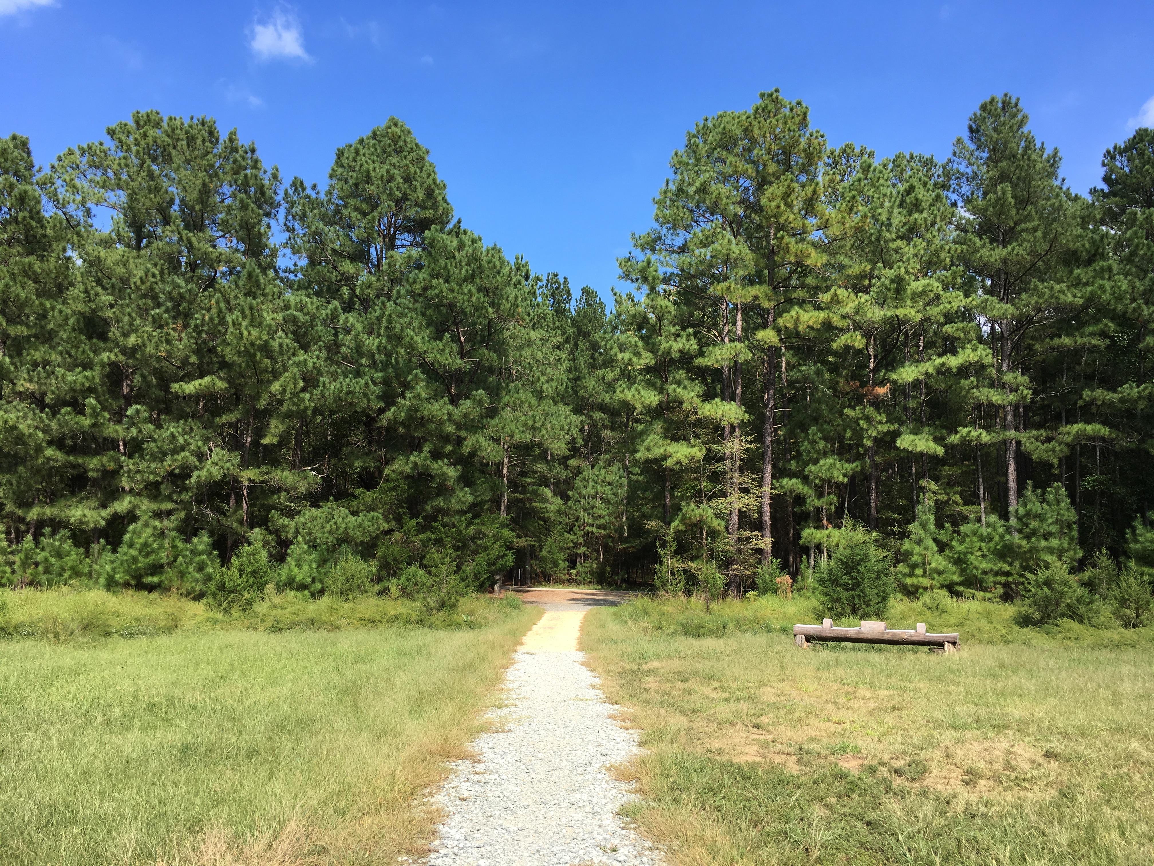 Carolina North Forest photo