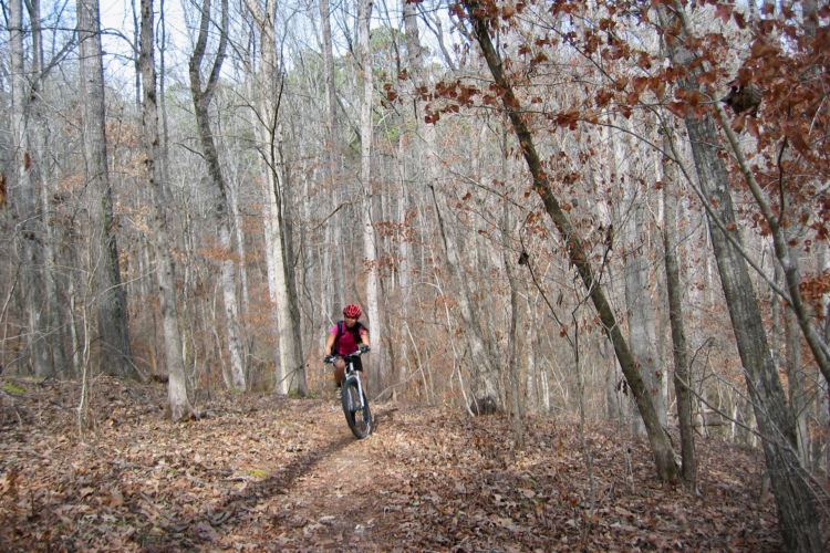 A cyclist riding a mountain bike along a dirt trail in a wooded area during late autumn, surrounded by bare trees and fallen leaves. The cyclist is wearing a red helmet and a pink shirt, actively navigating the path.