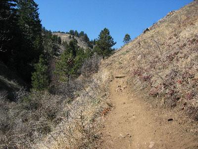 A dirt hiking trail winding through a hilly landscape, bordered by sparse vegetation and pine trees under a clear blue sky. Apex Park mountain bike trail.