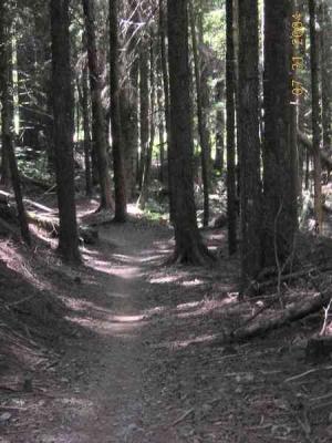 A narrow dirt trail winding through a dense forest with tall trees on either side. Sunlight filters through the canopy, creating dappled patterns on the ground. Tiger Mountain mountain bike trail.