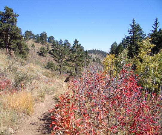 A scenic hiking trail surrounded by vibrant fall foliage in hues of red and yellow, with tall green trees and a clear blue sky overhead. The path winds through a natural landscape, leading into the distance. Apex Park mountain bike trail.