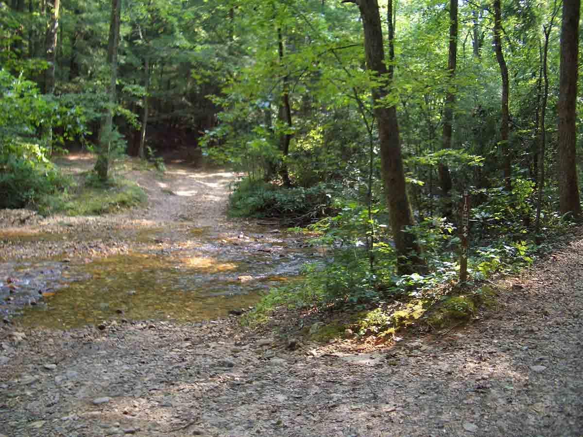 A sunlit forest scene featuring a small, shallow stream running through a gravel path surrounded by lush green trees and foliage. The trail diverges, with one side leading toward the stream and the other going deeper into the woods. Bull / Jake Mountain mountain bike trail.