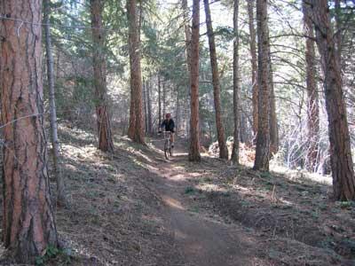 A cyclist riding along a narrow dirt trail surrounded by tall pine trees in a forested area. Sunlight filters through the tree branches, creating a serene outdoor atmosphere. Apex Park mountain bike trail.