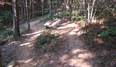 A forested pathway with two diverging trails, surrounded by trees and foliage, on a sunny day. The ground is sandy with patches of grass and small plants. Blankets Creek mountain bike trail.
