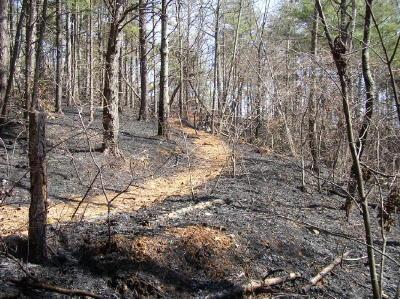 A forested area showing signs of a recent wildfire, with charred tree trunks and blackened ground along a visible trail leading into the woods. Green trees can be seen in the background, indicating uneven recovery from the fire. Bull / Jake Mountain mountain bike trail.