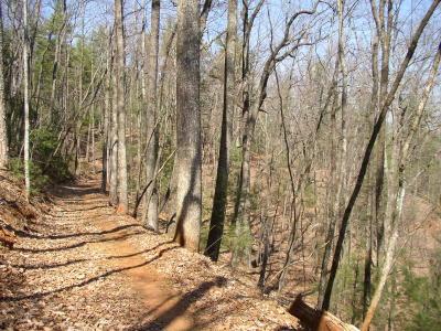 A winding dirt path through a forest with bare trees, surrounded by fallen leaves and patches of green shrubs. The scene captures the tranquility of nature on a clear day. Bull / Jake Mountain mountain bike trail.