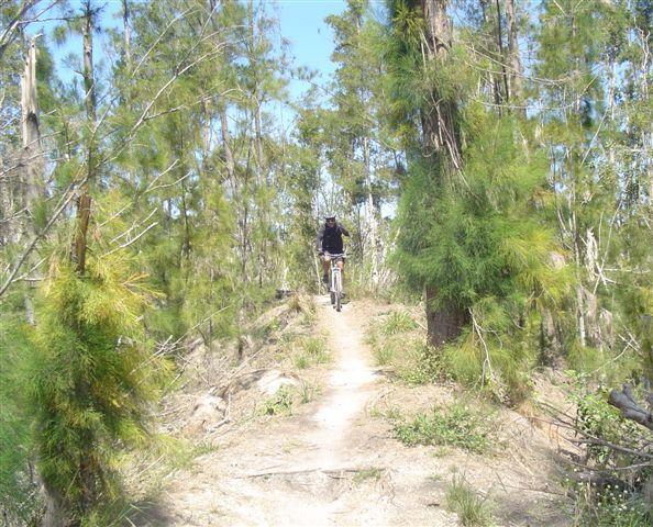 A mountain biker riding on a narrow trail surrounded by tall trees and greenery, with sunlight filtering through the leaves. The path ahead appears winding, inviting adventure in a natural setting. Markham Park mountain bike trail.