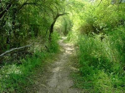 A narrow dirt path winding through a lush green forest, surrounded by vibrant foliage and trees. The sunlight filters through the leaves, creating a serene and inviting atmosphere. Fort Yargo State Park mountain bike trail.