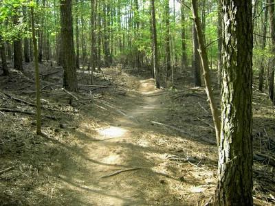 A winding dirt path through a lush forest, surrounded by tall trees and dappled sunlight filtering through the leaves. The ground is covered with pine needles and small twigs, indicating a natural environment ideal for hiking. Fort Yargo State Park mountain bike trail.
