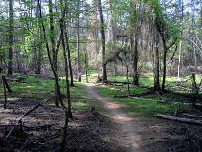 A serene forest path meandering through a lush green landscape, surrounded by tall trees and underbrush. Sunlight filters through the leaves, creating a peaceful atmosphere. Fort Yargo State Park mountain bike trail.