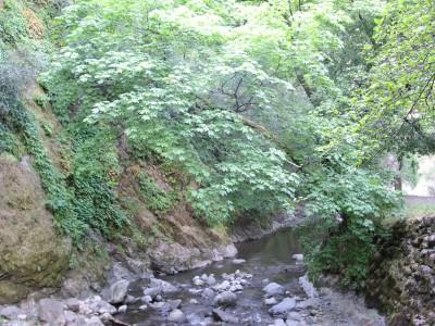 A serene creek flowing through a lush green landscape, with rocky banks and abundant trees overhead, creating a peaceful natural setting. Alum Rock County Park mountain bike trail.
