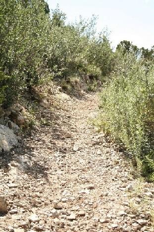 A rocky trail winding through green shrubs and bushes under a clear sky. Garden of the Gods: Ute Trail mountain bike trail.