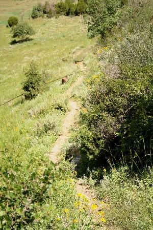 A narrow, winding dirt path surrounded by lush green grass and shrubs, leading through a vibrant landscape dotted with wildflowers under a clear blue sky. Garden of the Gods: Ute Trail mountain bike trail.