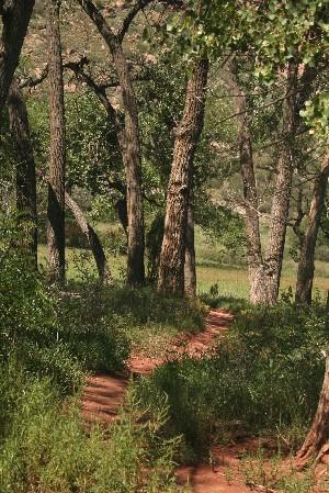 A winding dirt path through a forest, lined with tall trees and lush greenery, leading into a serene and natural landscape. Garden of the Gods: Ute Trail mountain bike trail.