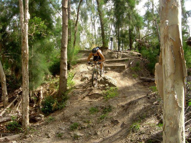 A mountain biker navigating a rocky downhill trail in a forested area, surrounded by tall trees and dense greenery. The biker is in a crouched position, focused on the terrain as they descend the path. Markham Park mountain bike trail.