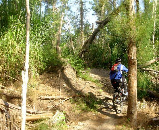 A person riding a mountain bike on a narrow, dirt trail through a lush, green forest. The trail is surrounded by tall grass and trees, creating a natural, rugged environment. Sunlight filters through the foliage, illuminating the path ahead. Markham Park mountain bike trail.