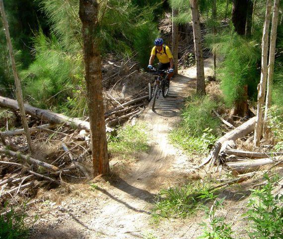 A mountain biker riding on a narrow dirt trail through a forest, surrounded by trees and fallen branches. The cyclist is wearing a helmet and a yellow shirt, enjoying the natural scenery. Markham Park mountain bike trail.