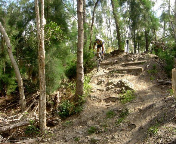 A mountain biker navigating a rocky trail in a forested area, surrounded by tall trees and lush greenery. The rider is airborne, having just jumped off a ledge, showcasing an action-packed moment in outdoor biking. Markham Park mountain bike trail.