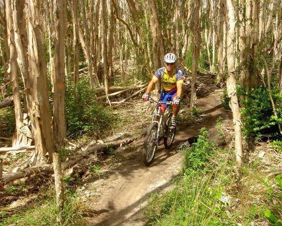 A mountain biker riding along a narrow dirt trail through a forest of tall trees, surrounded by greenery and underbrush. The cyclist is wearing a colorful cycling jersey and helmet. Sunlight filters through the trees, creating a vibrant outdoor atmosphere. Markham Park mountain bike trail.
